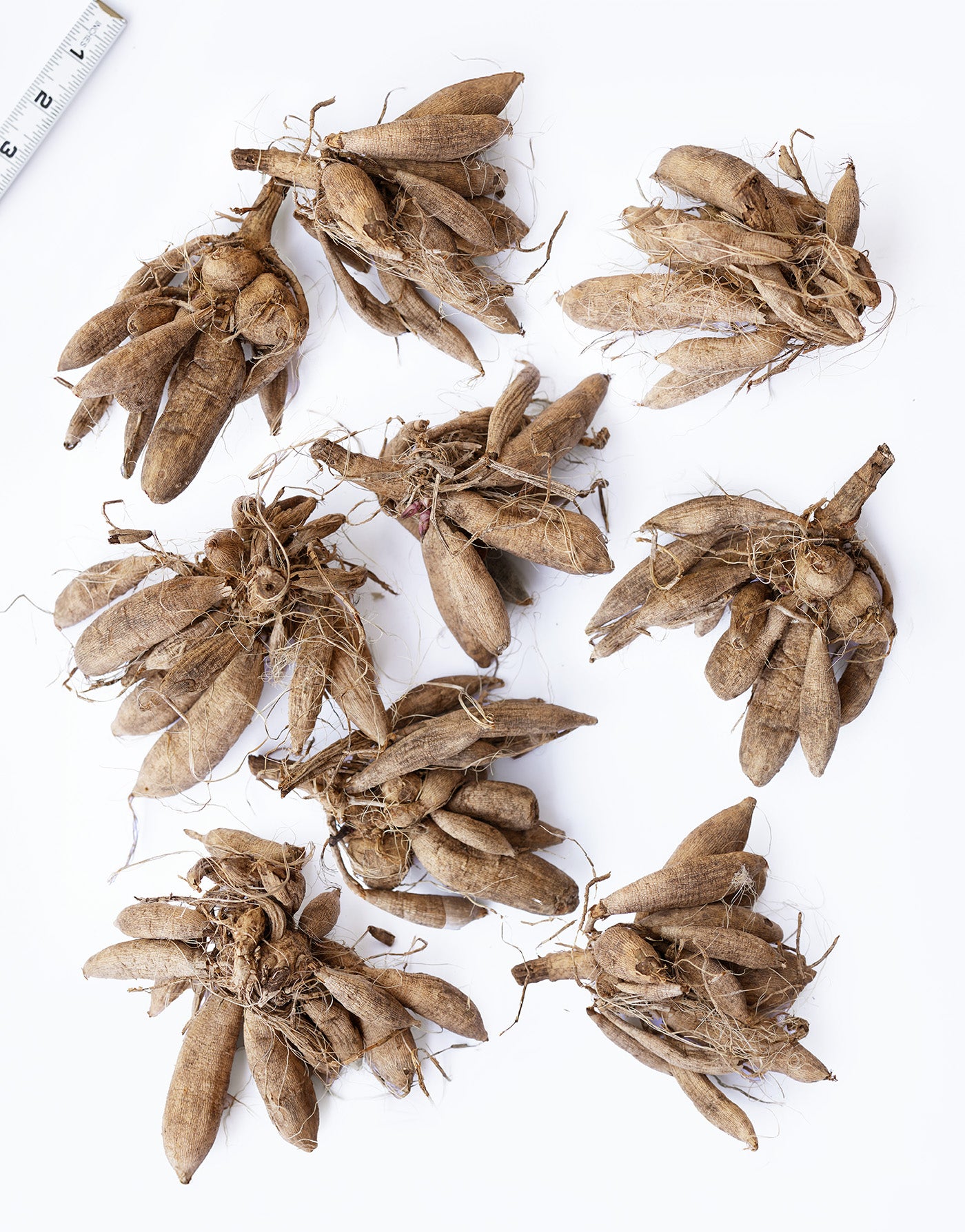 Mixed Dahlias - 9 root divisions