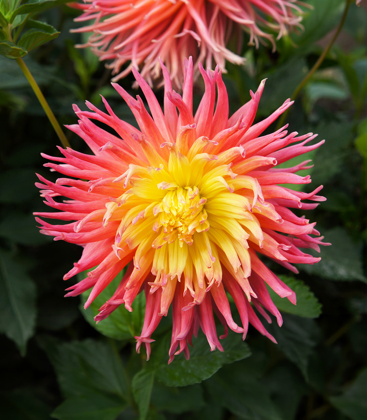 Alfred Grille Cactus Dahlia - 3 root divisions