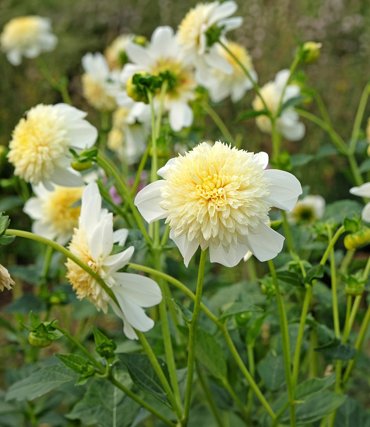 Platinum Blonde Anemone Dahlia - 3 root divisions