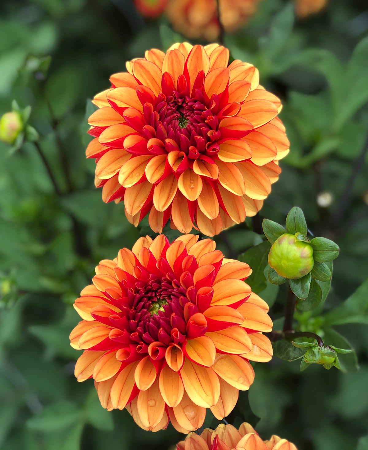 American Sunset Ball Dahlia - 3 root divisions