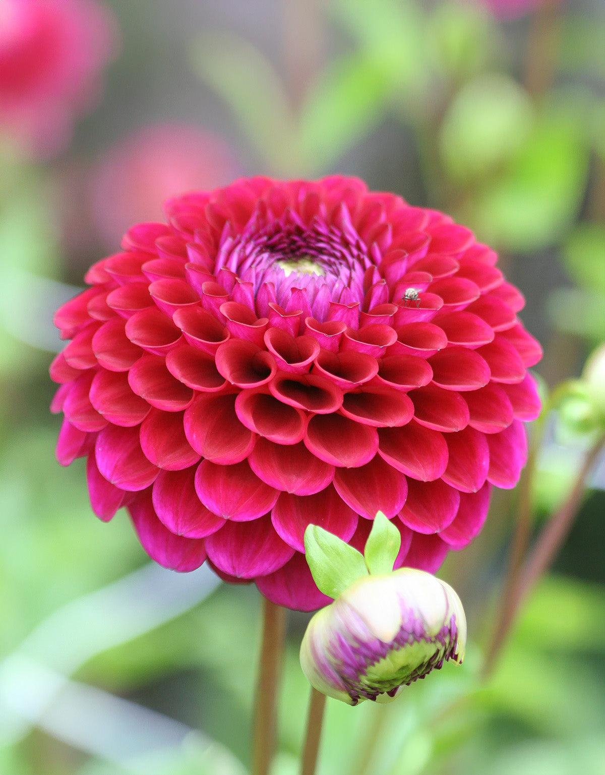 Babette Ball Dahlia - 3 root divisions
