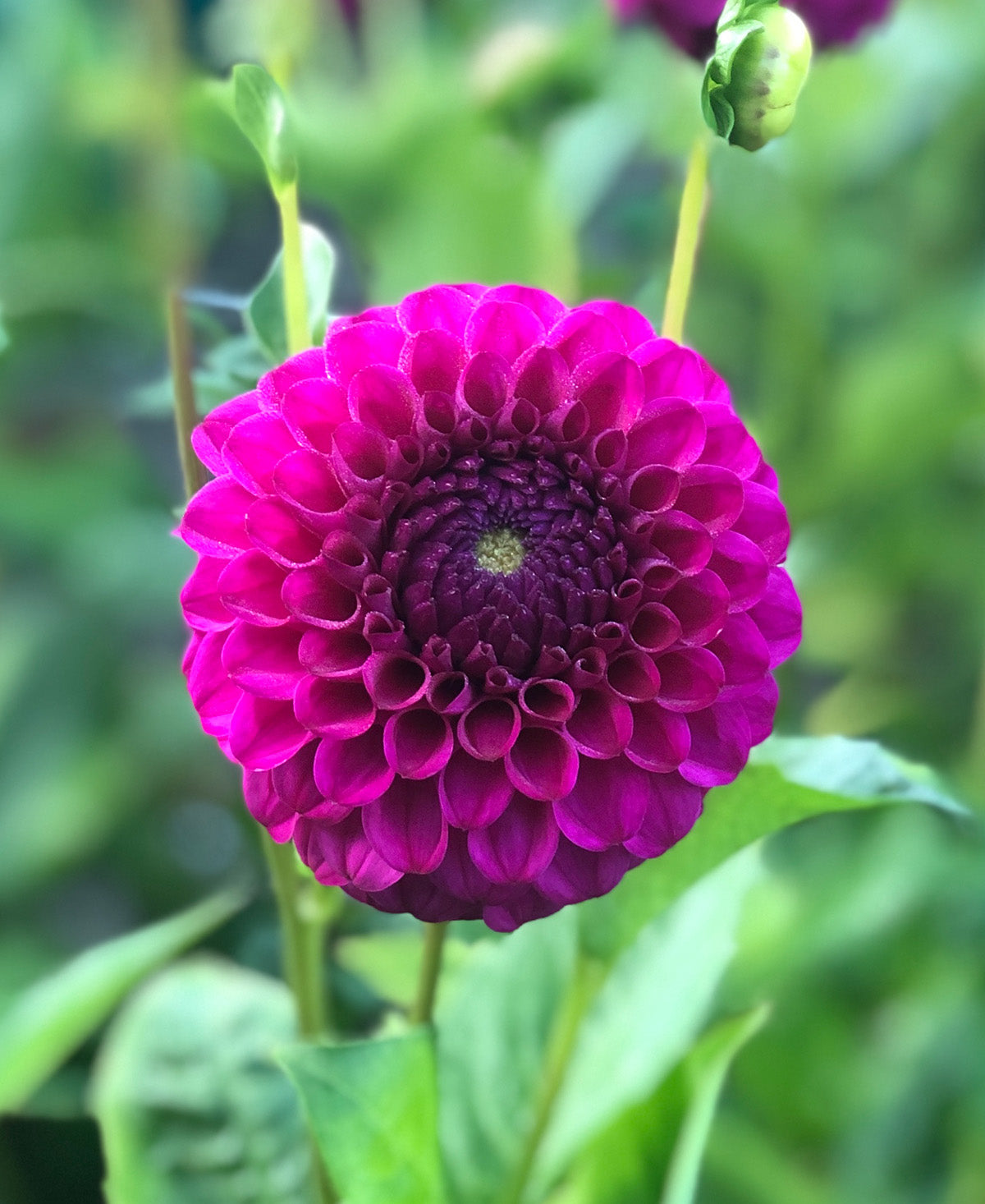 Cryfield Harmony Ball Dahlia - 3 root divisions