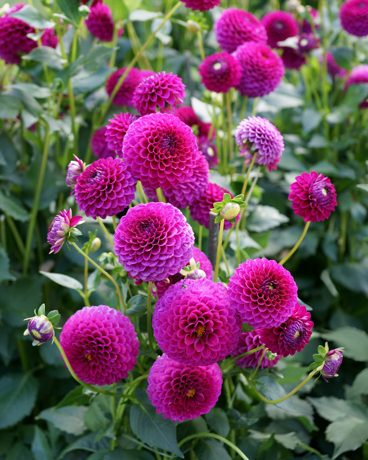 Cryfield Harmony Ball Dahlia - 3 root divisions