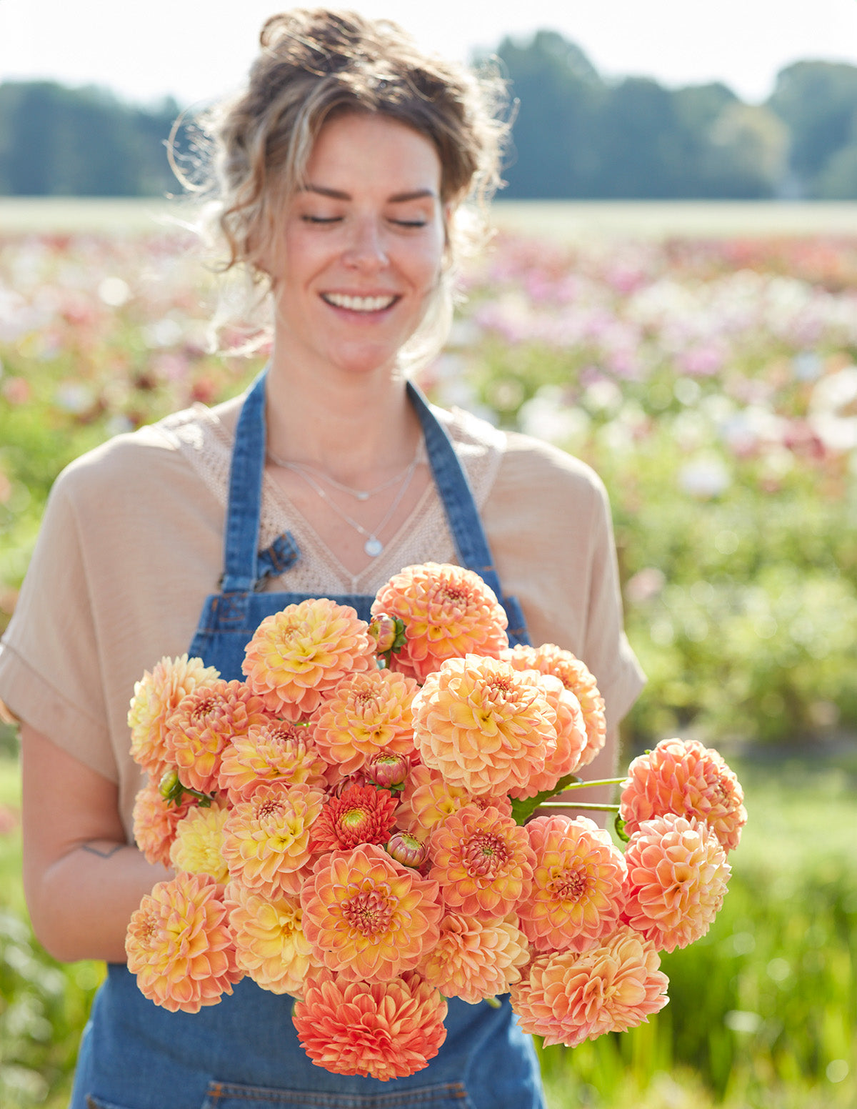 Orange Cassini Ball Dahlia - 3 root divisions