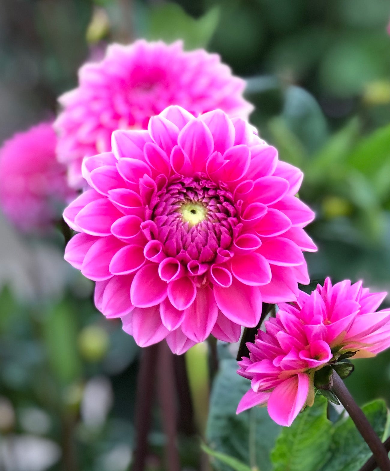 Pink Sylvia Ball Dahlia - 3 root divisions