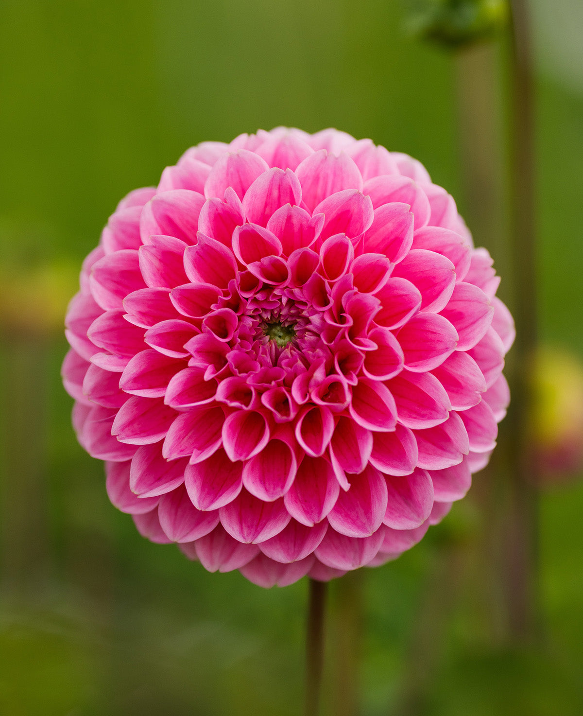 Sweet Fabienne Ball Dahlia - 3 root divisions