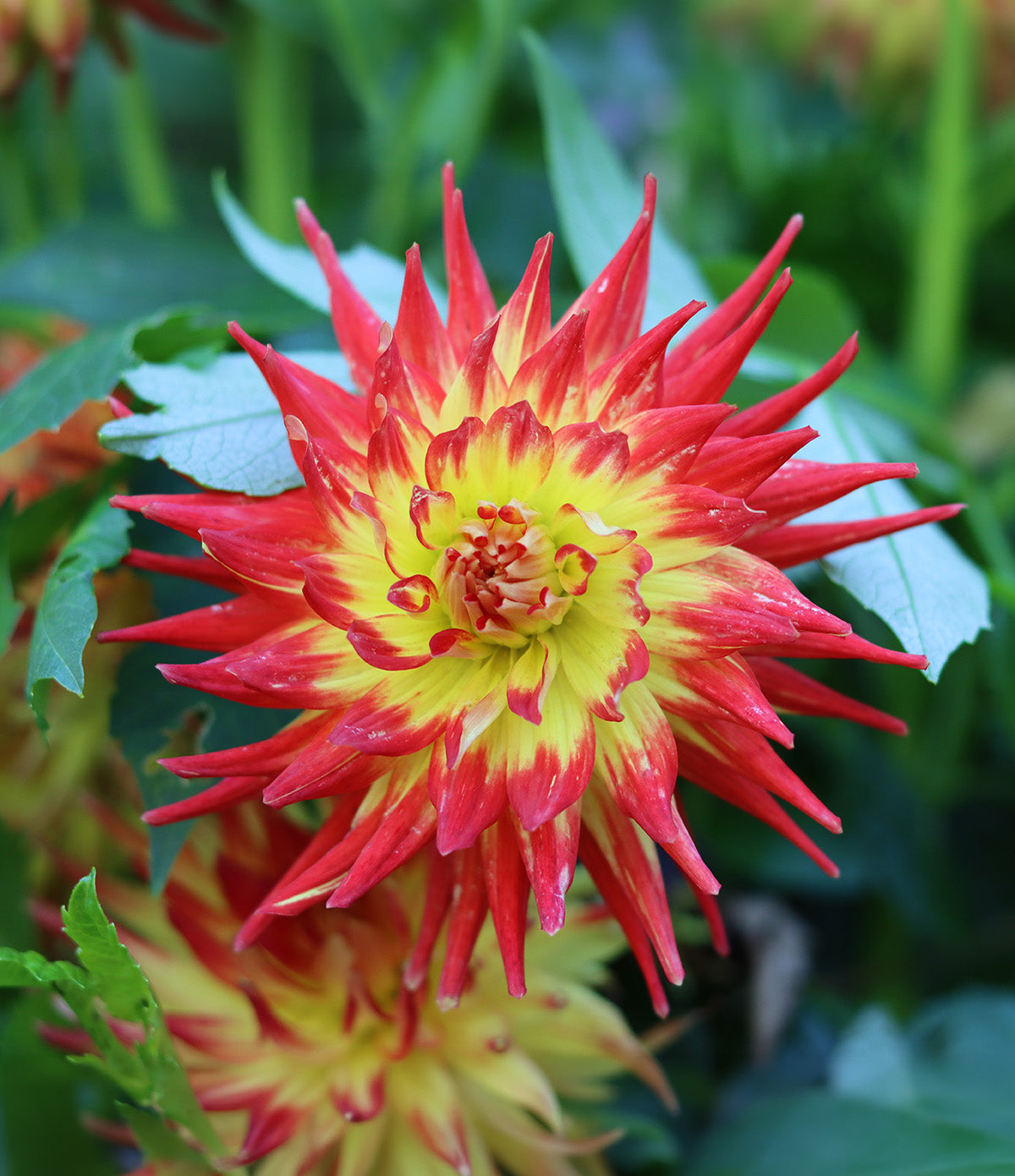 Bridgeview Aloha Cactus Dahlia - 3 root divisions