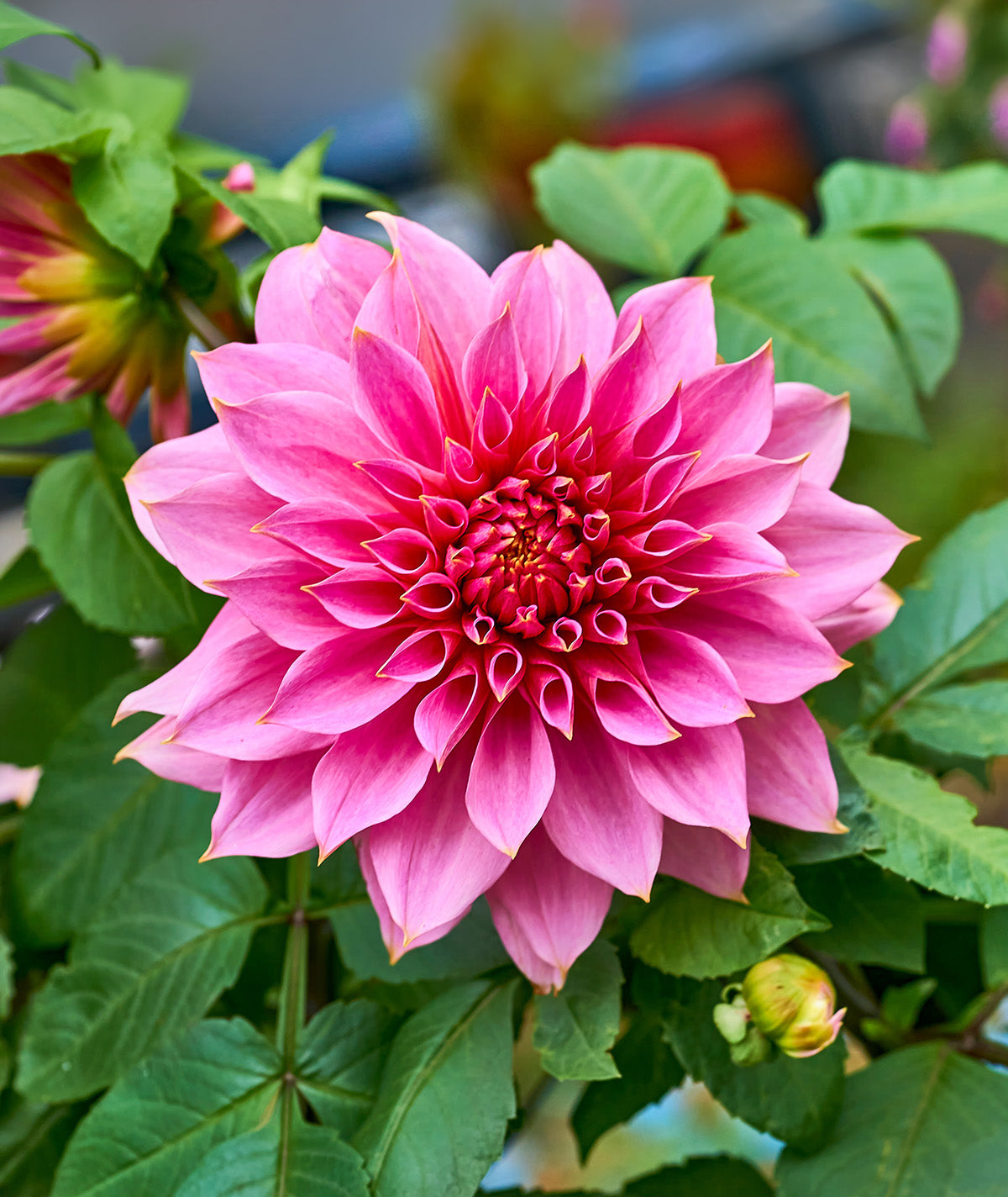 Emory Paul Decorative Dahlia - 3 root divisions