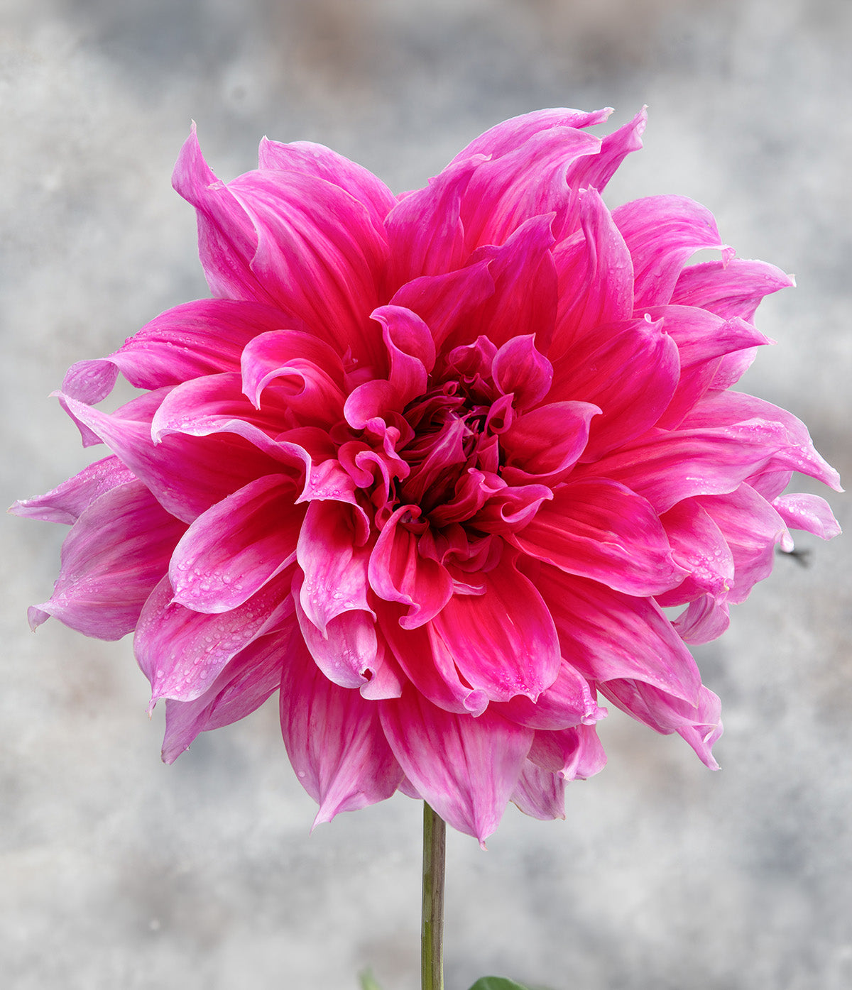 Emory Paul Decorative Dahlia - 3 root divisions