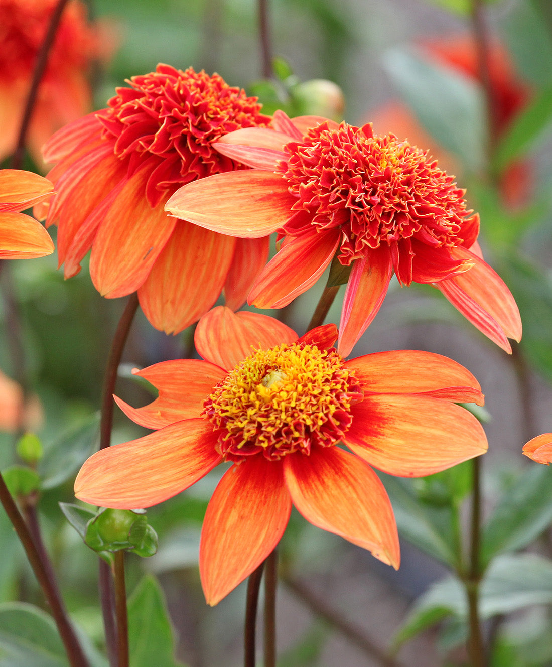 Josie Anemone Dahlia - 3 root divisions