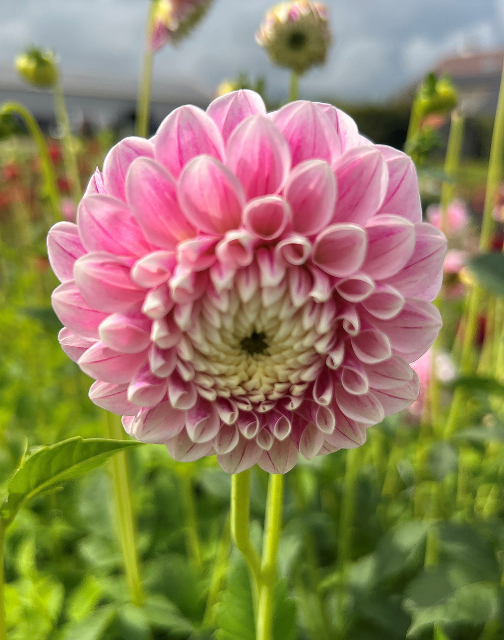 Marshmellow Baby Ball Dahlia - 3 root divisions