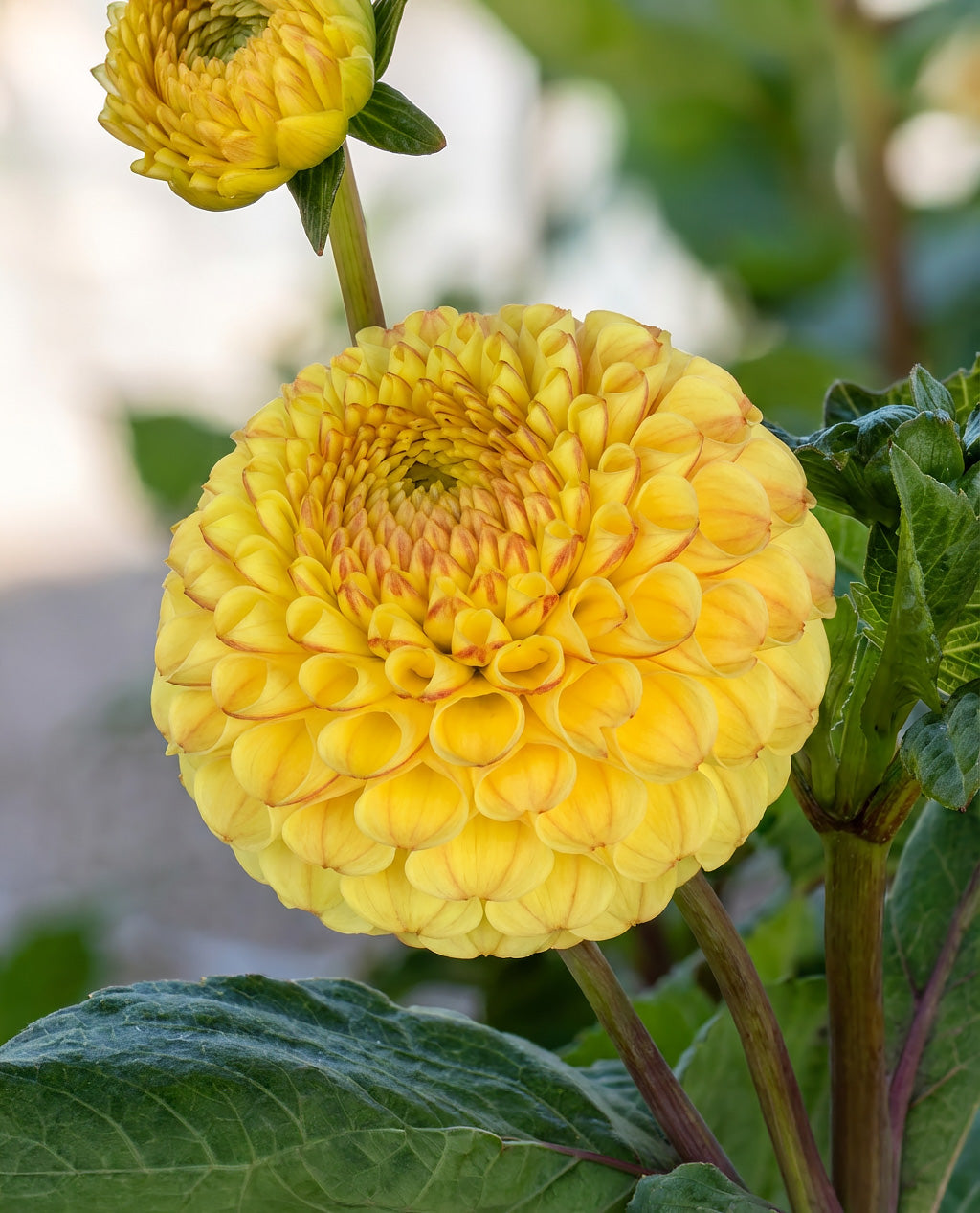 Buttercup Pompon Dahlia - 3 root divisions