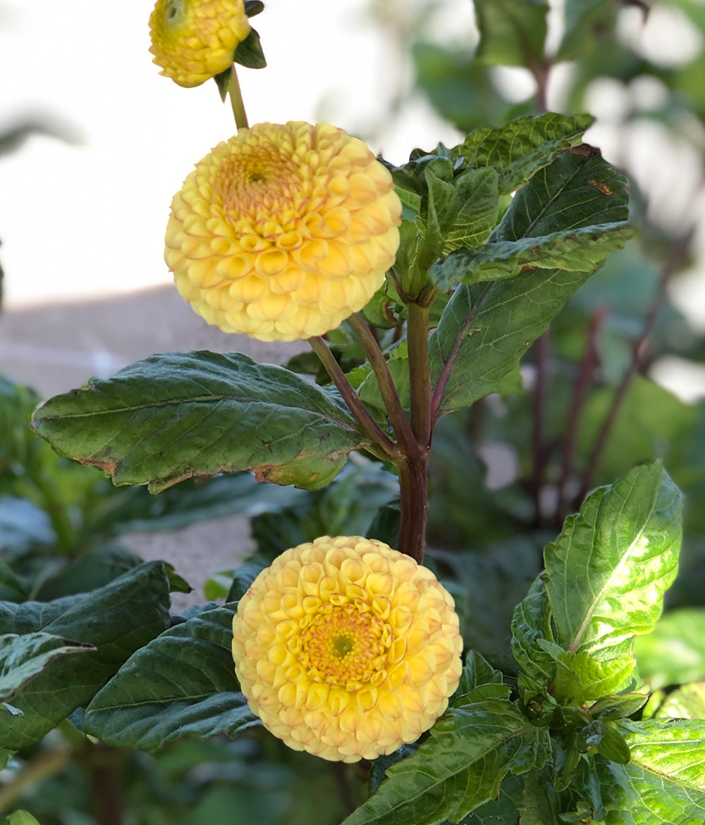 Buttercup Pompon Dahlia - 3 root divisions