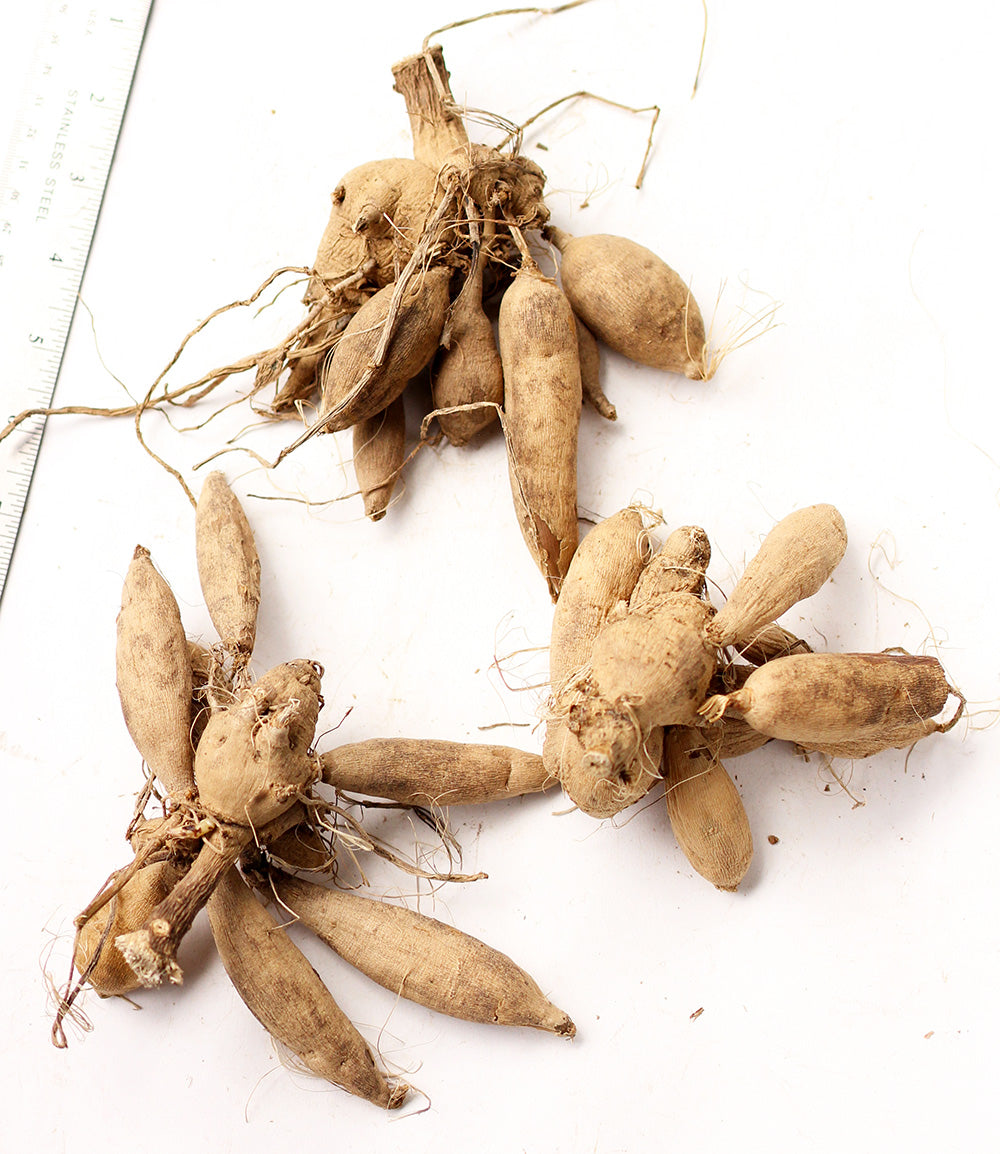 Josie Anemone Dahlia - 3 root divisions