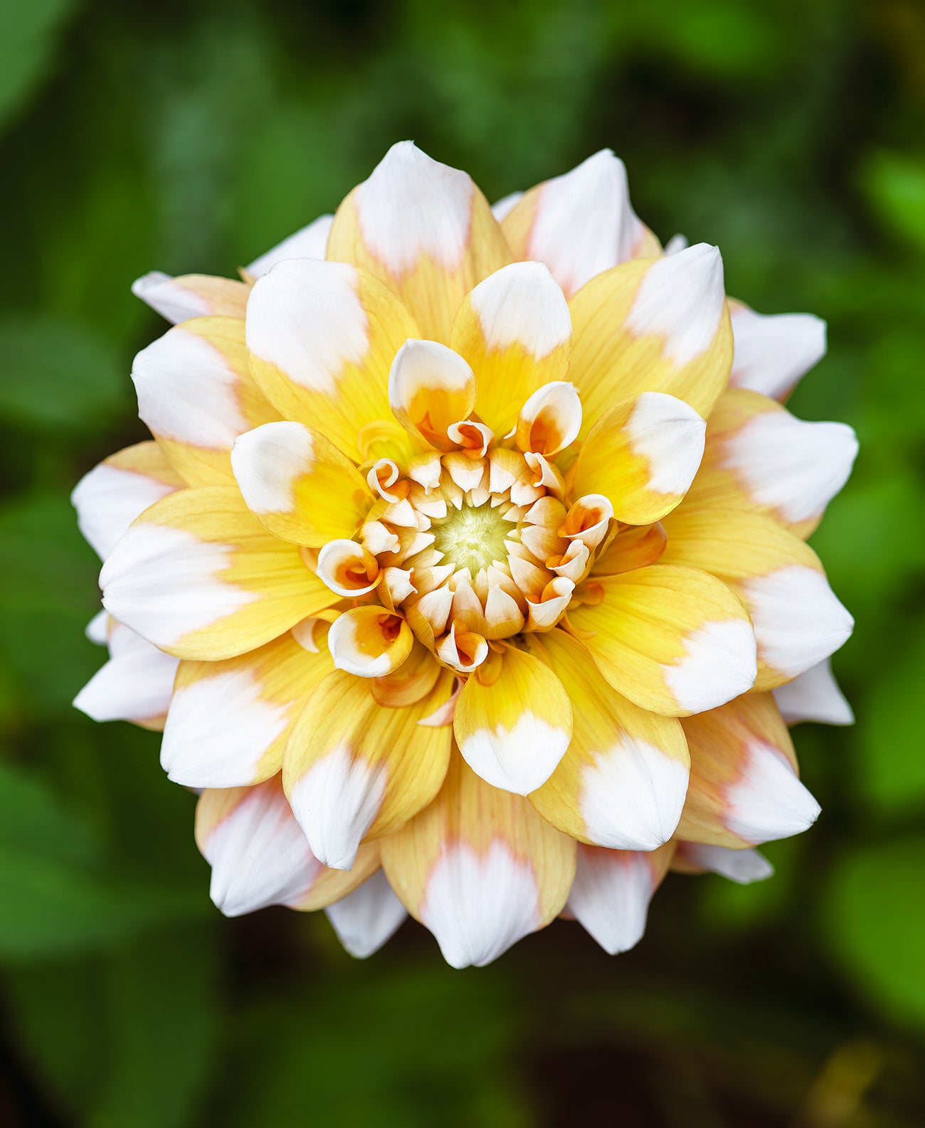 Seattle Decorative Dahlia - 3 root divisions