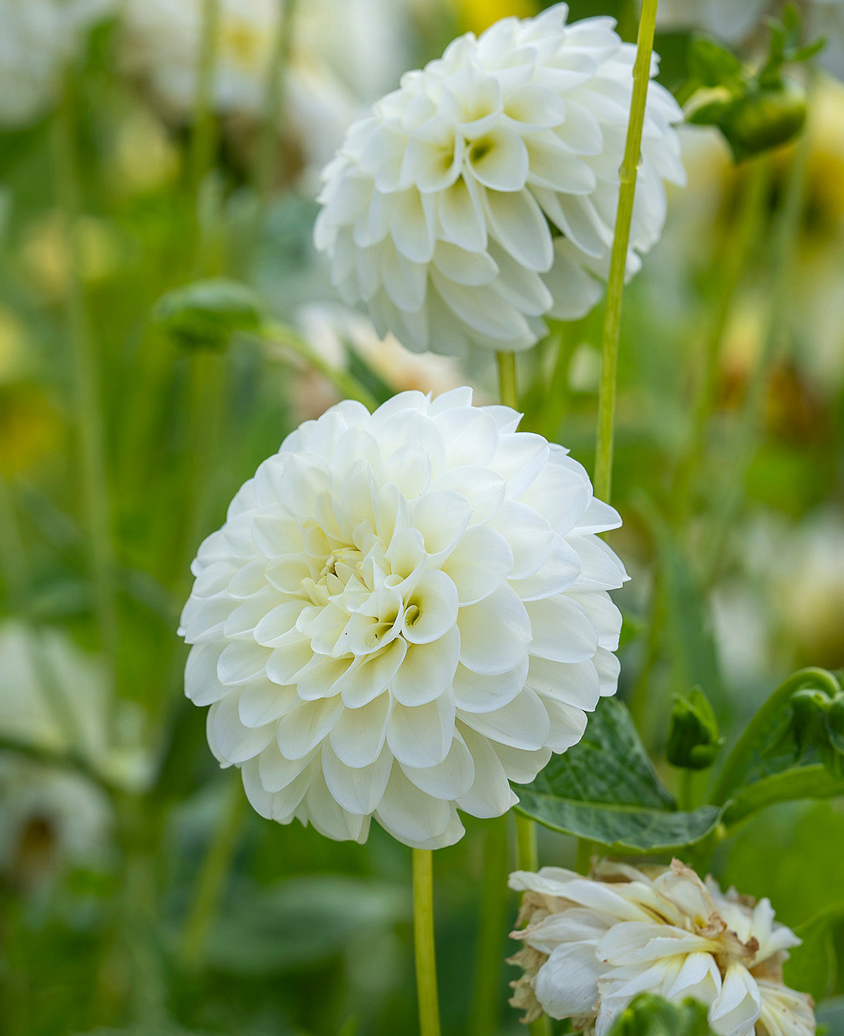 Snowflake Ball Dahlia - 3 root divisions