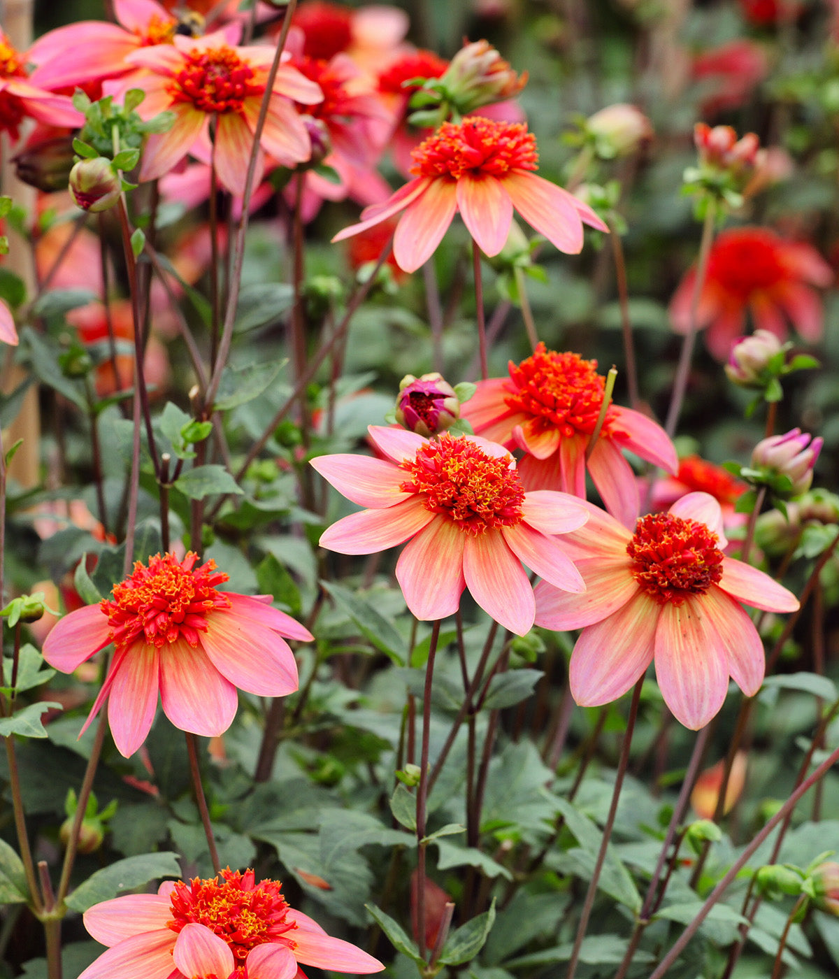 Totally Tangerine Anemone Dahlia - 3 root divisions