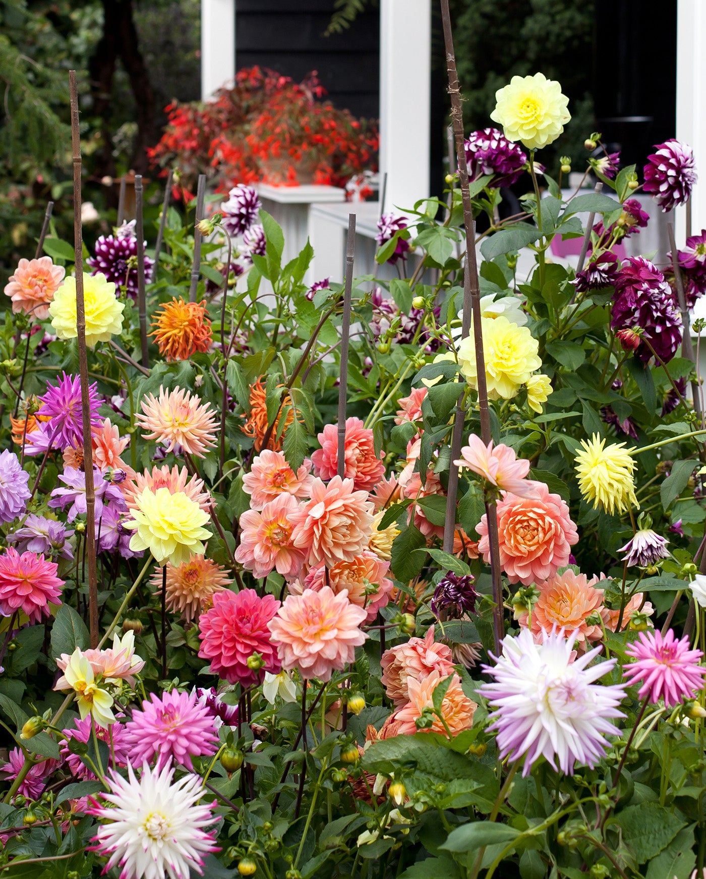Mixed Dahlias - 9 root divisions