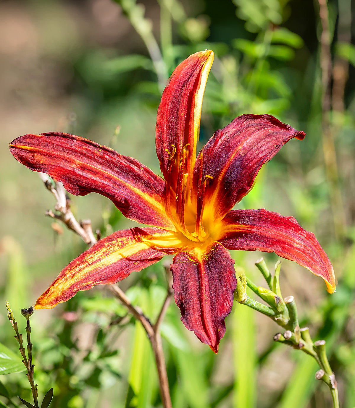 Autumn Red Daylily - 3 Root Divisions