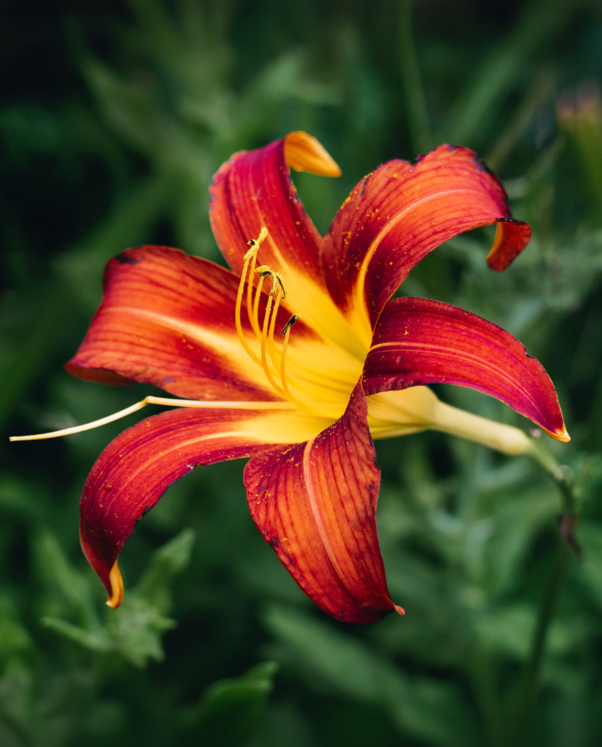 Autumn Red Daylily - 3 Root Divisions