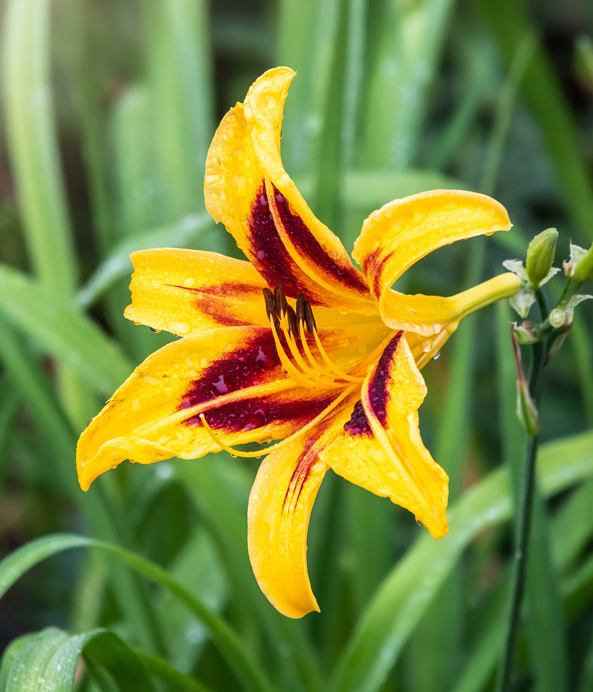 Bonanza Daylily - 3 root divisions