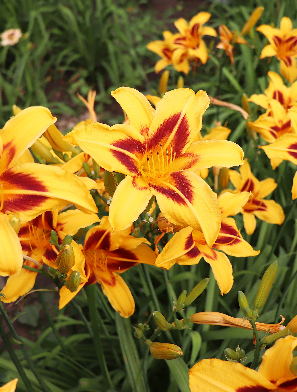 Bonanza Daylily - 3 root divisions