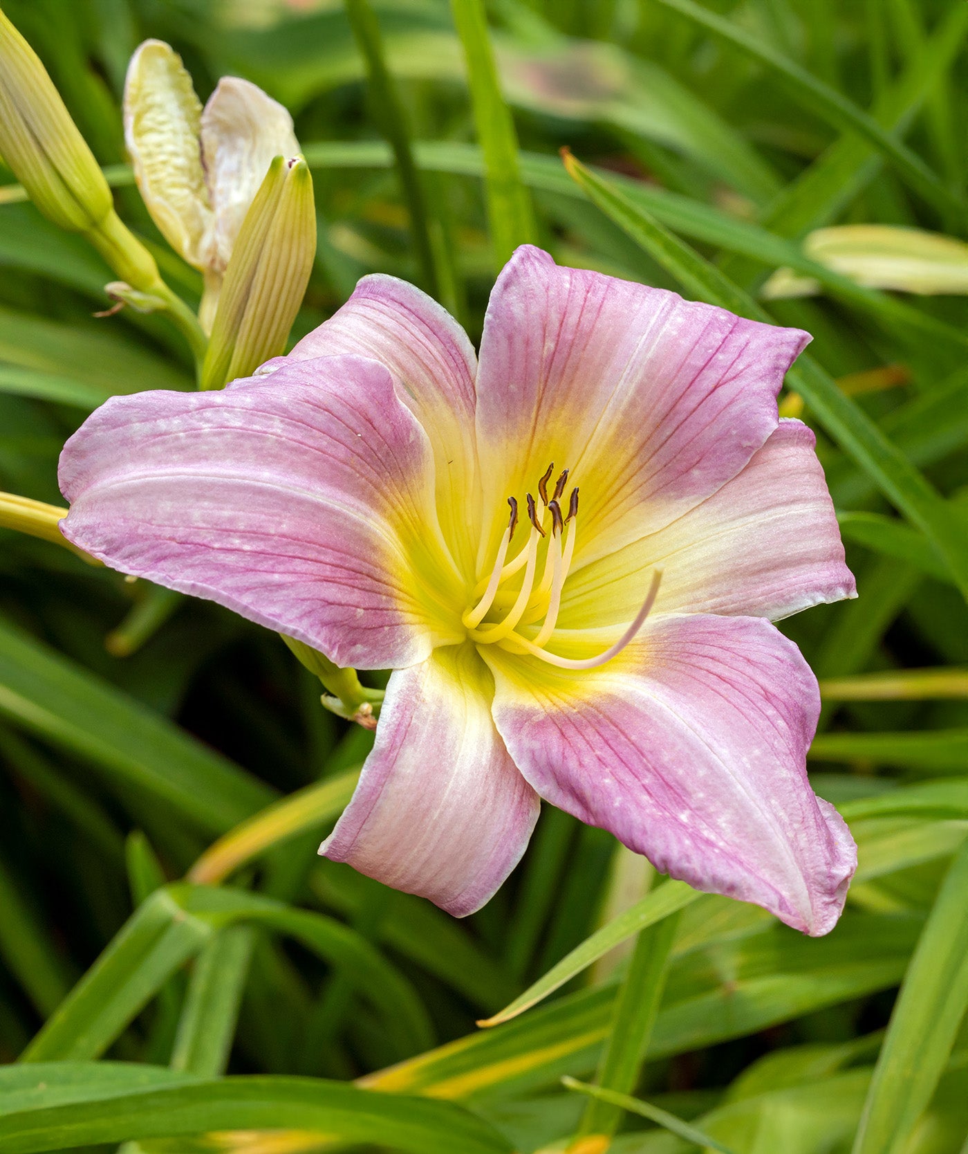 Catherine Woodbury Daylily - 3 root divisions