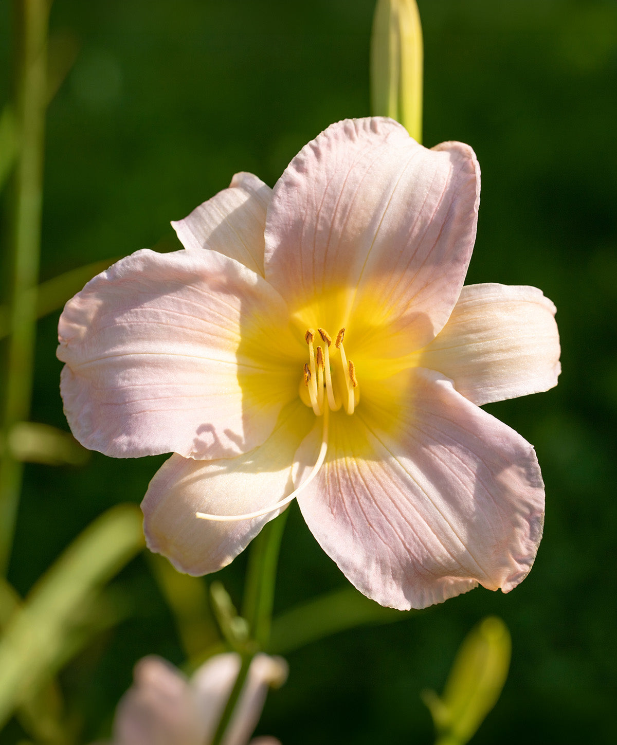 Catherine Woodbury Daylily - 3 root divisions