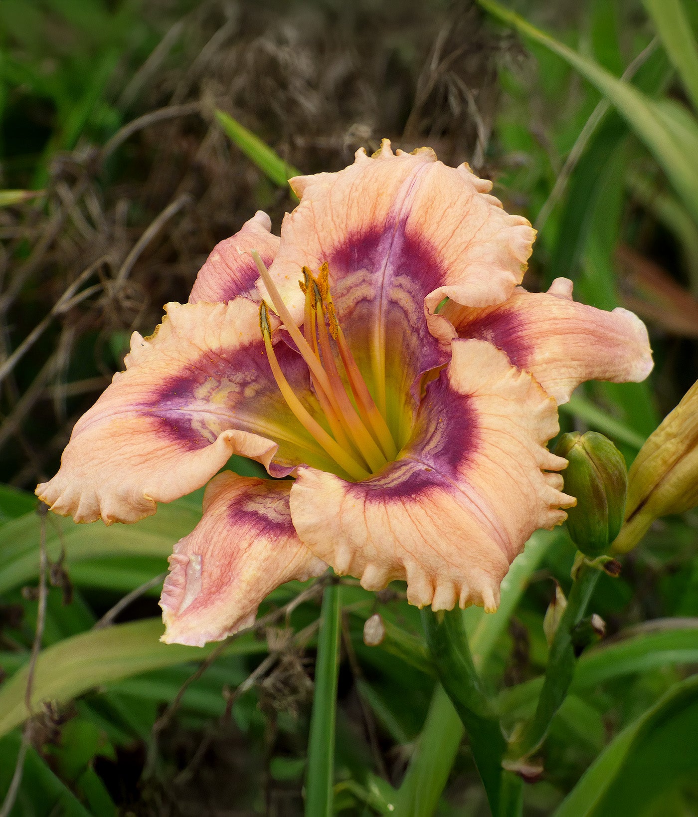 Cobwebs Daylily - 1 Single Fan Division