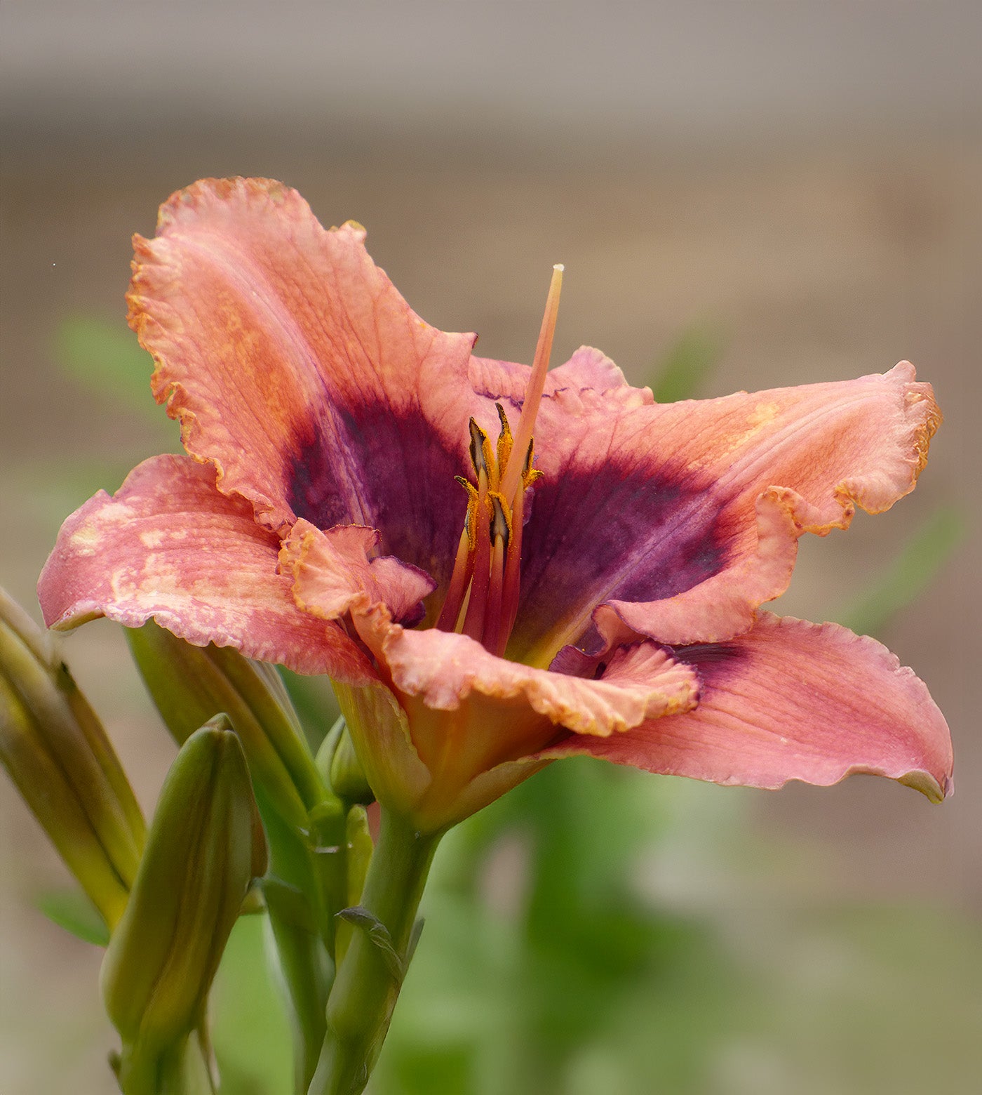 Cobwebs Daylily - 1 Single Fan Division