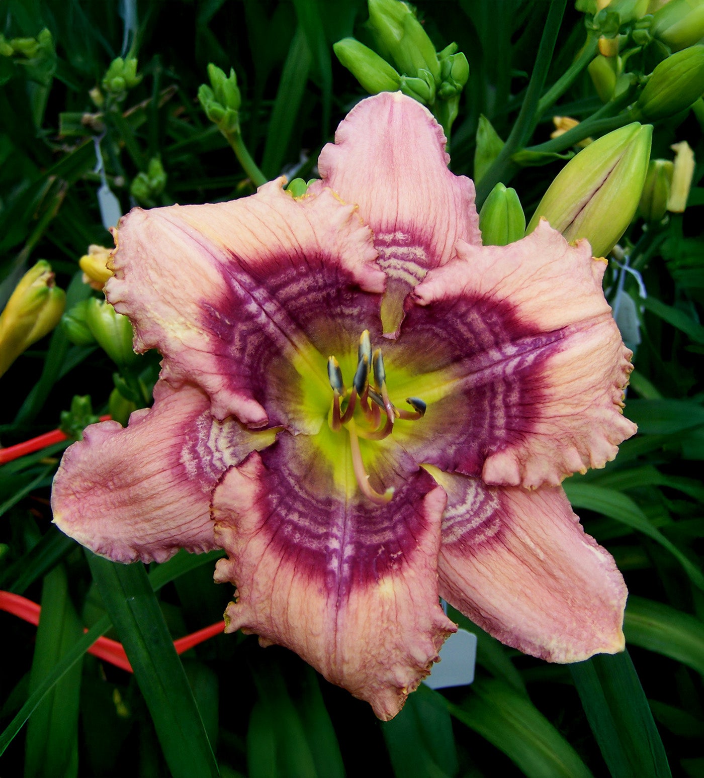 Cobwebs Daylily - 1 Single Fan Division