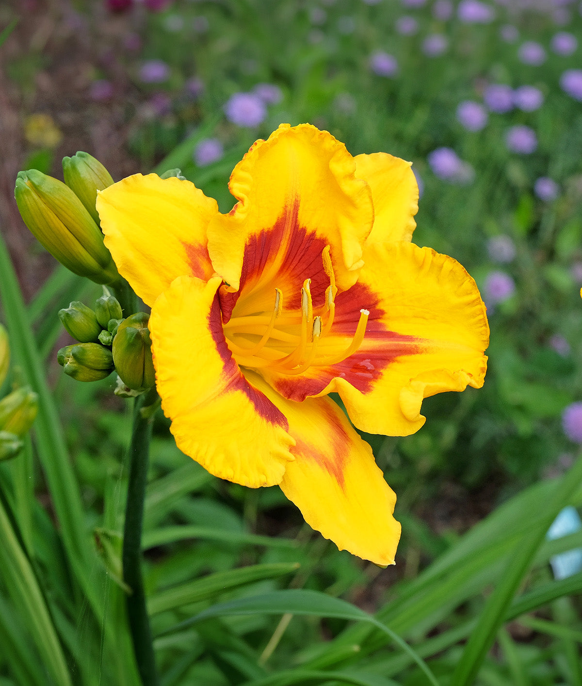 Fooled Me Eyezone Daylily - 3 root divisions