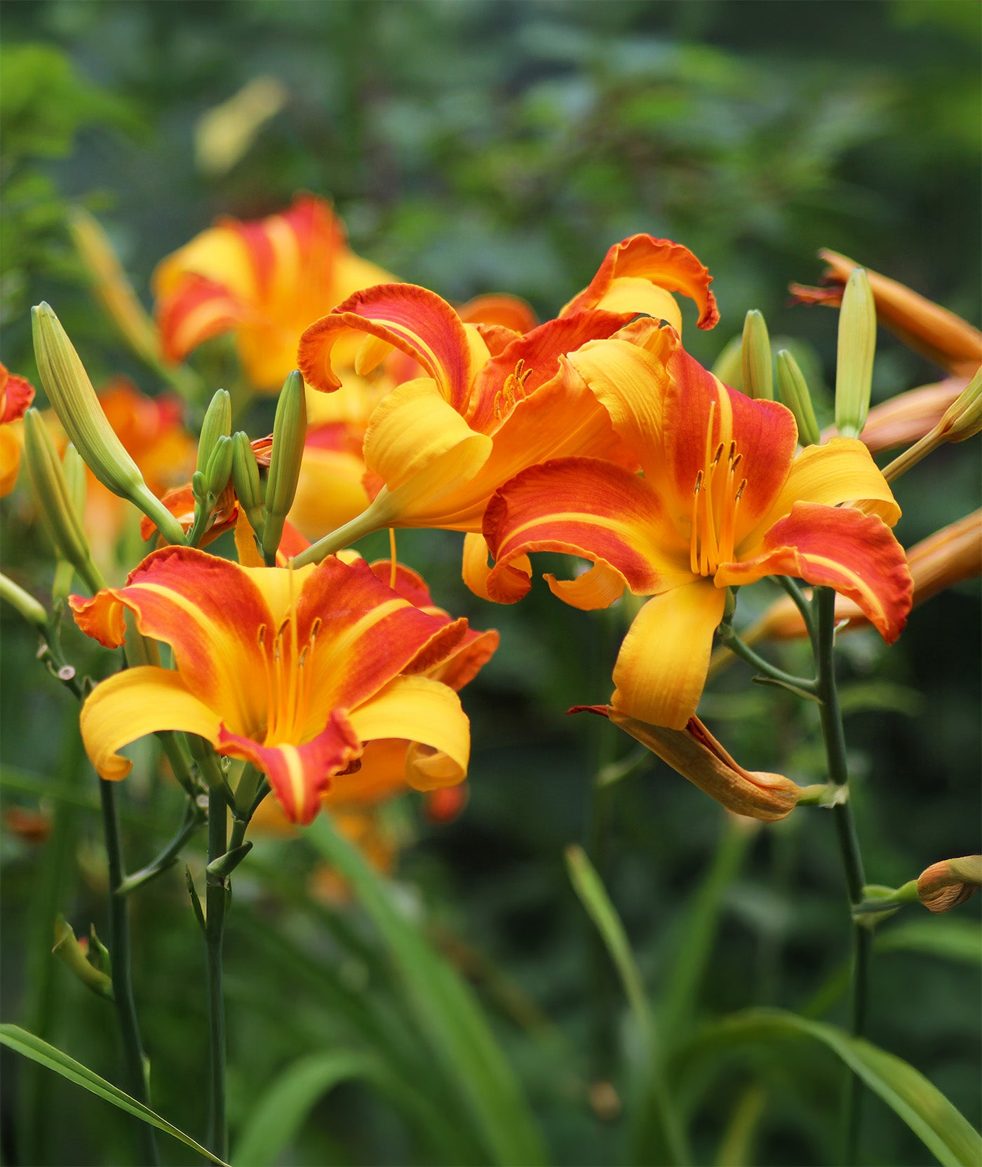 Franz Hals Daylily - 3 root divisions