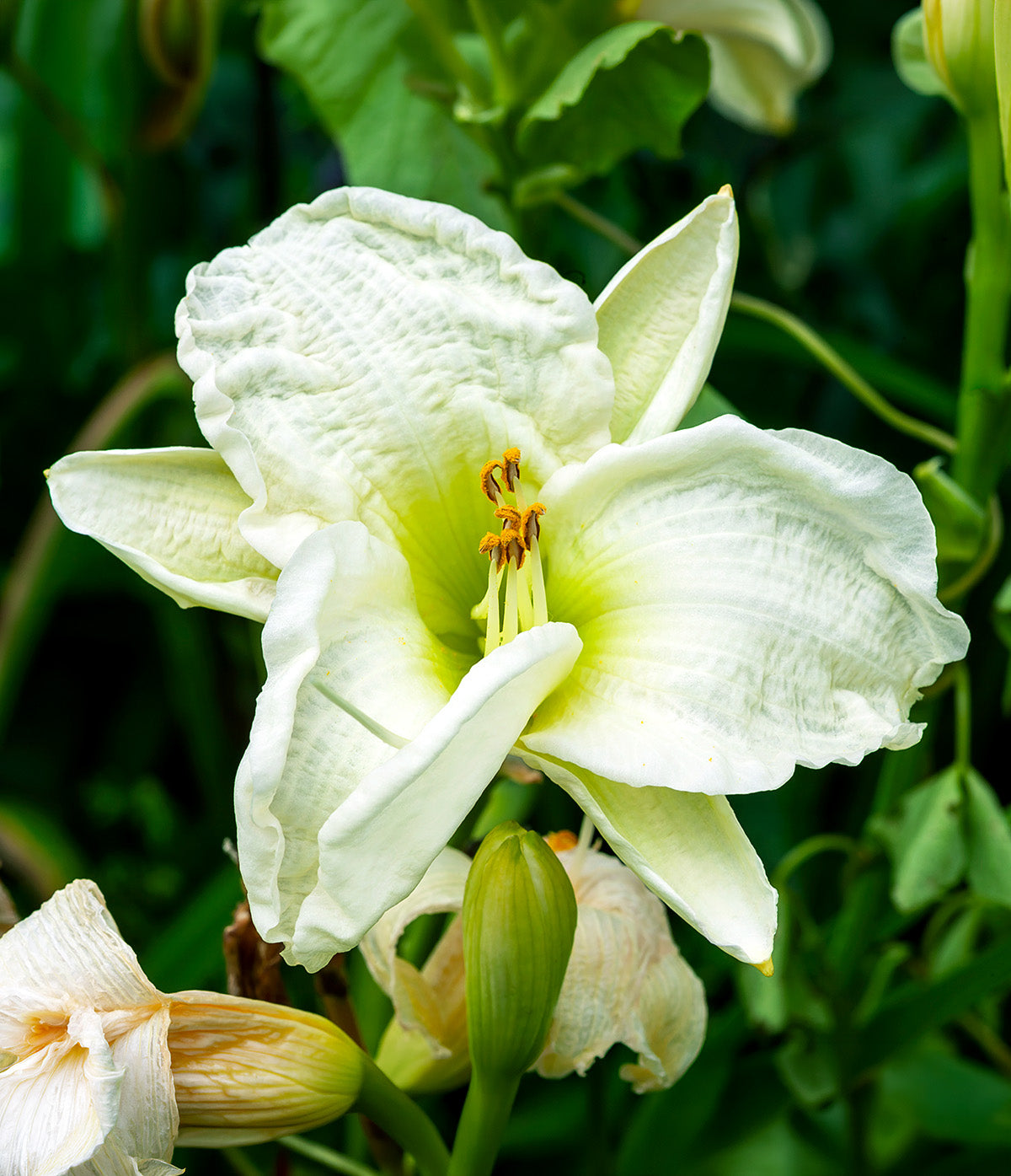 white day lily Gentle Shepherd Daylily