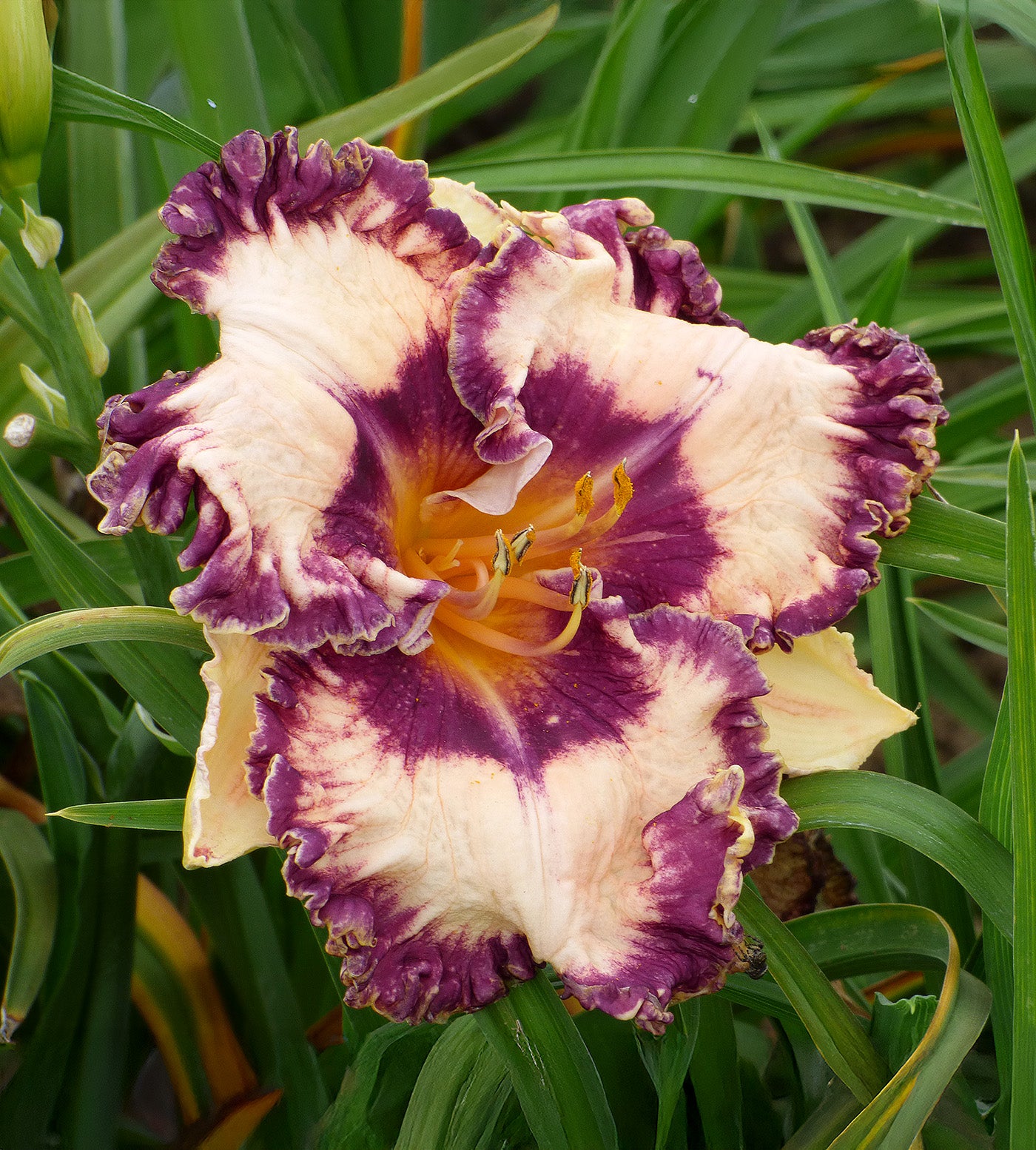 Hanalei Bay Reblooming Daylily - 1 Single Fan Division