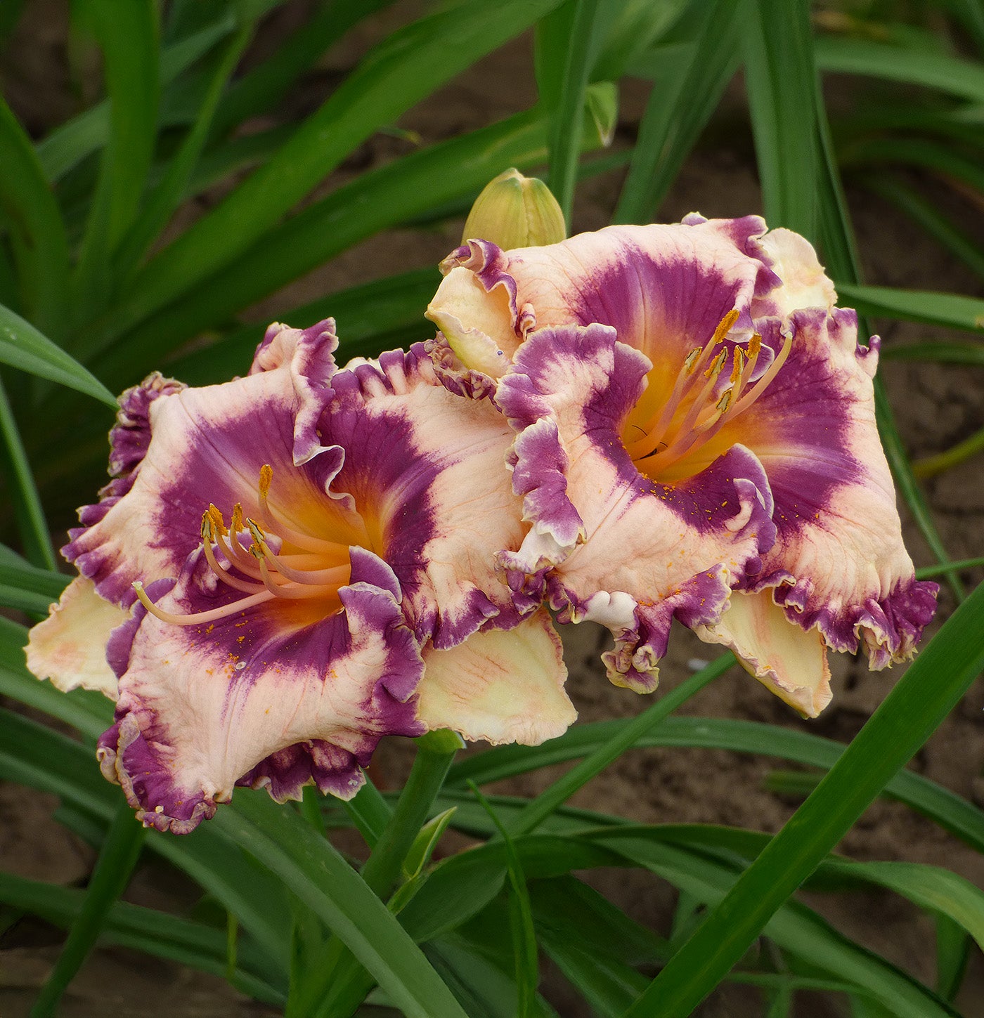 Hanalei Bay Reblooming Daylily - 1 Single Fan Division