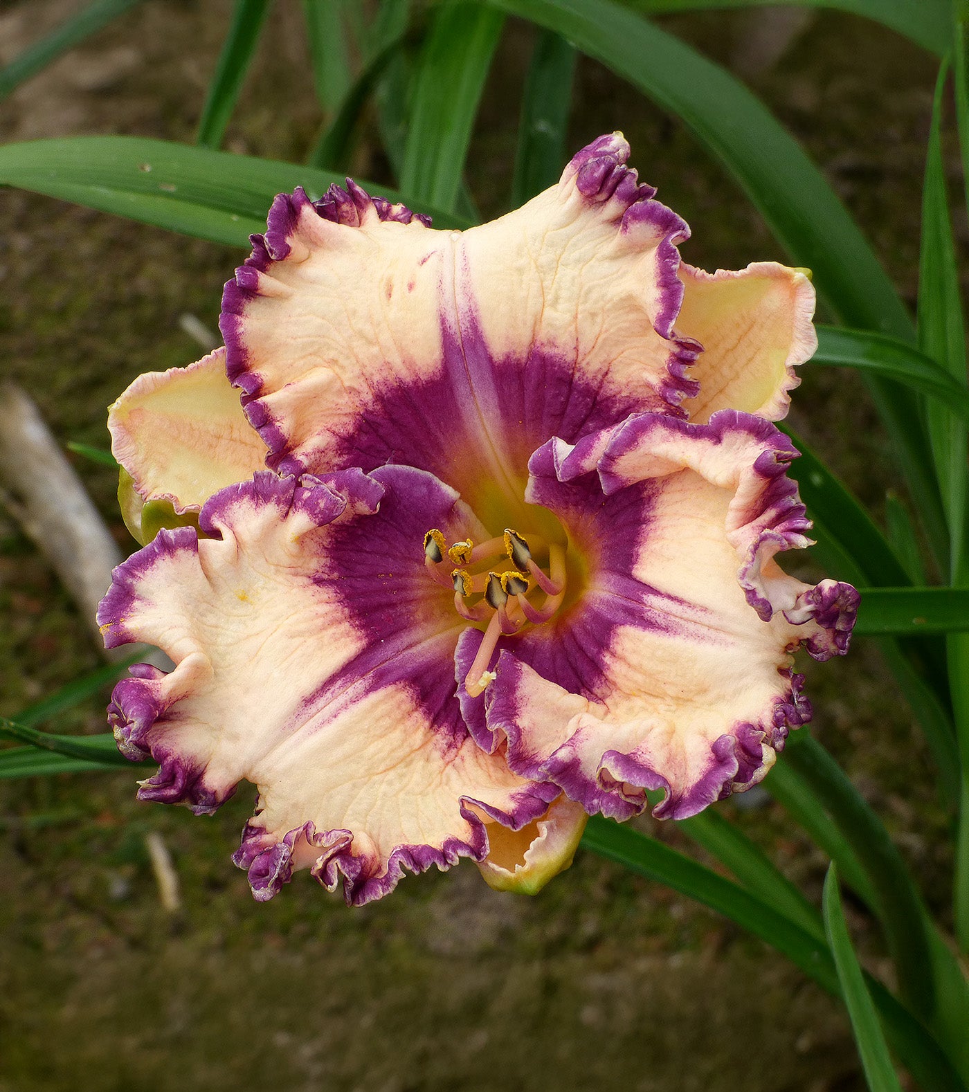 Hanalei Bay Reblooming Daylily - 1 Single Fan Division