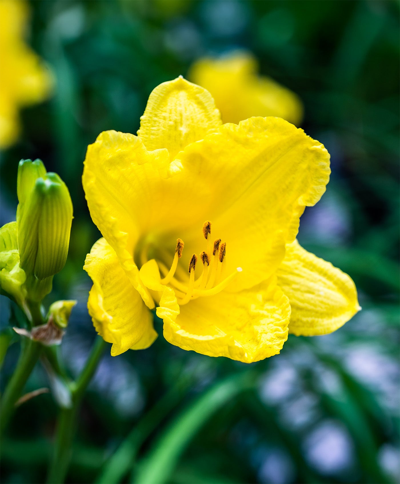 Happy Returns Reblooming Daylily - 3 root divisions