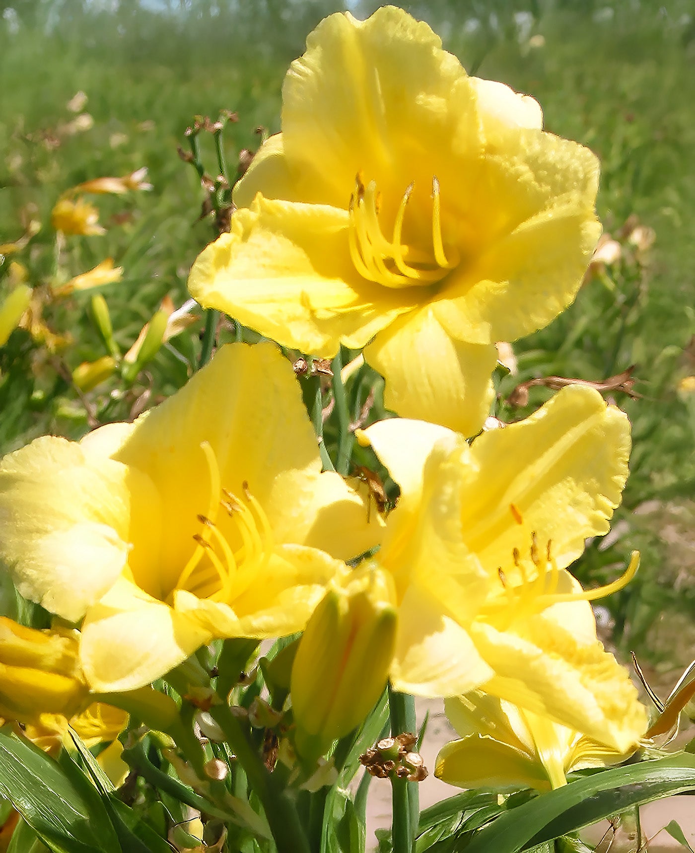 Happy Returns Reblooming Daylily - 3 root divisions