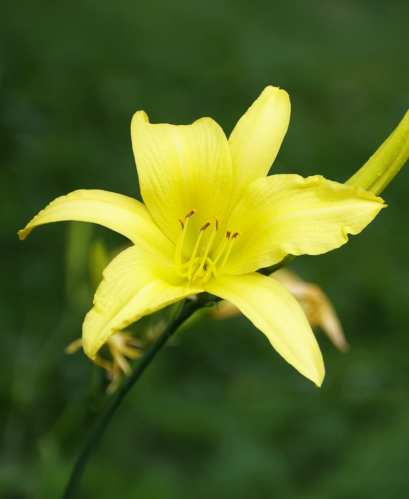 Hyperion Daylily - 3 root divisions