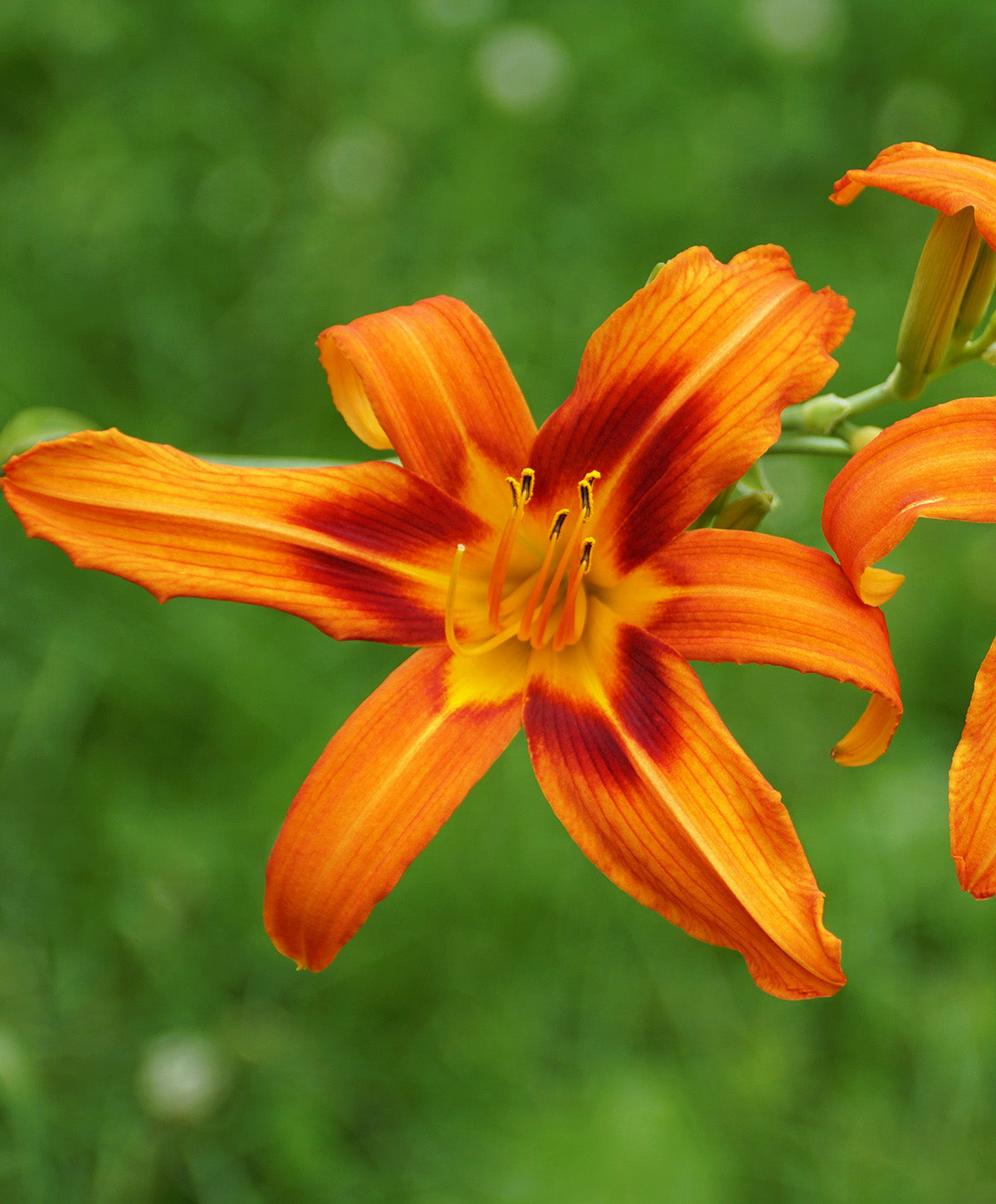 Rajah Daylily - 3 root divisions