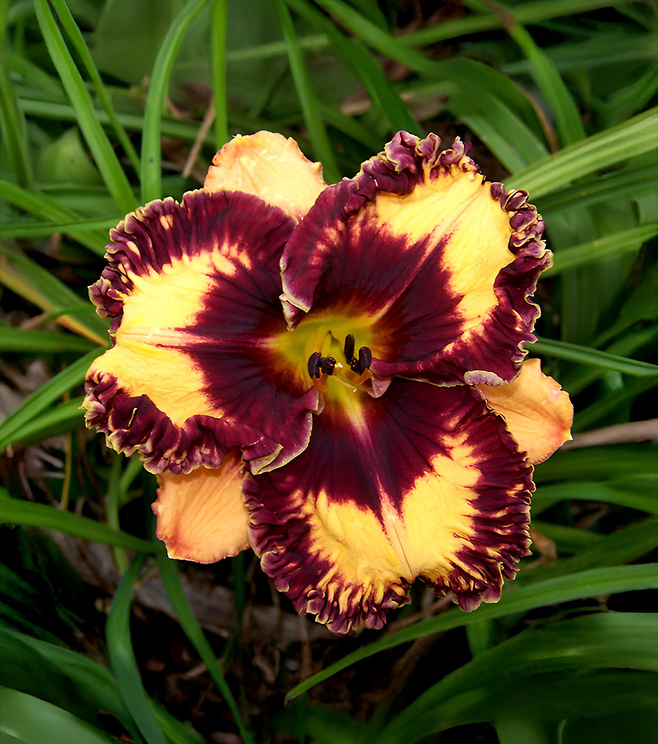 Volcanic Fireworks Reblooming Daylily - 1 Single Fan Division