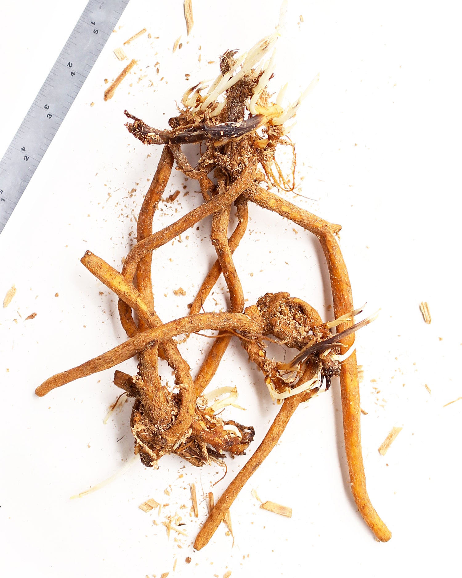 Dicentra Spectabilis - Yellow Leaf - 3 root divisions