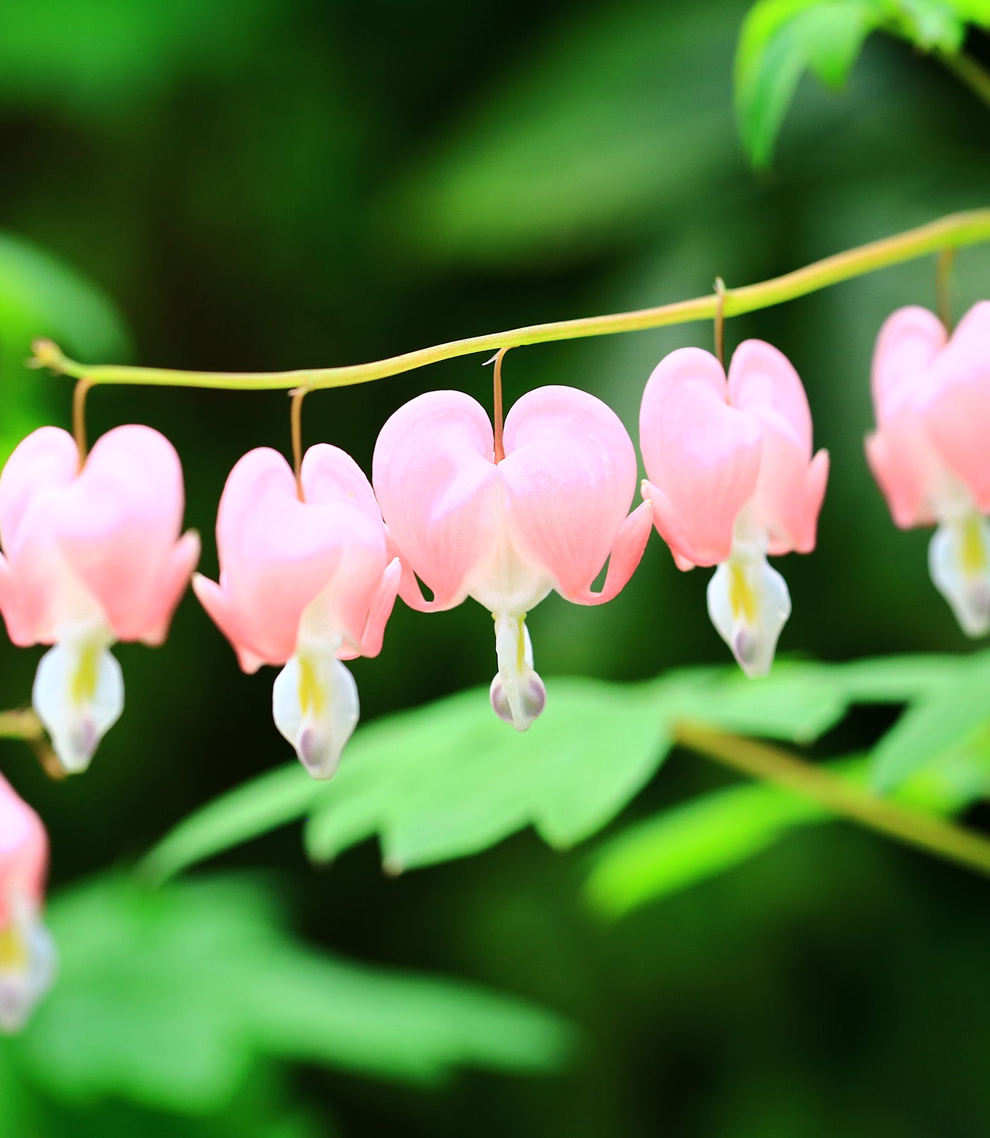 Dicentra Spectabilis - Cupid - 3 root divisions