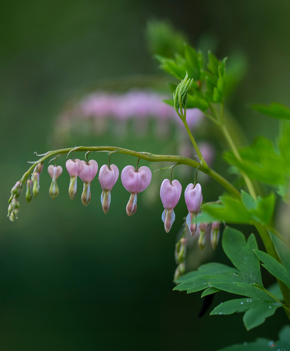 Dicentra Spectabilis - Cupid - 3 root divisions