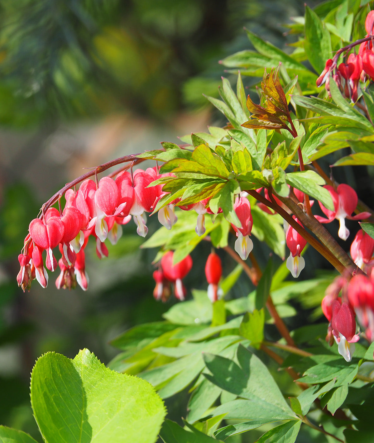 Dicentra Spectabilis - Valentine - 3 root divisions