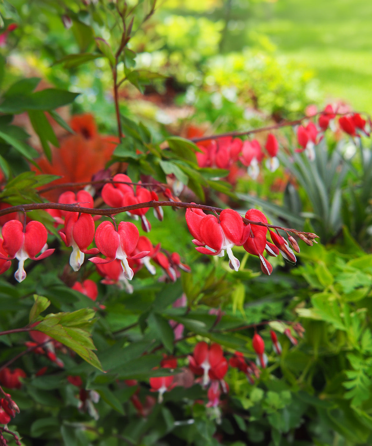 Dicentra Spectabilis - Valentine - 3 root divisions