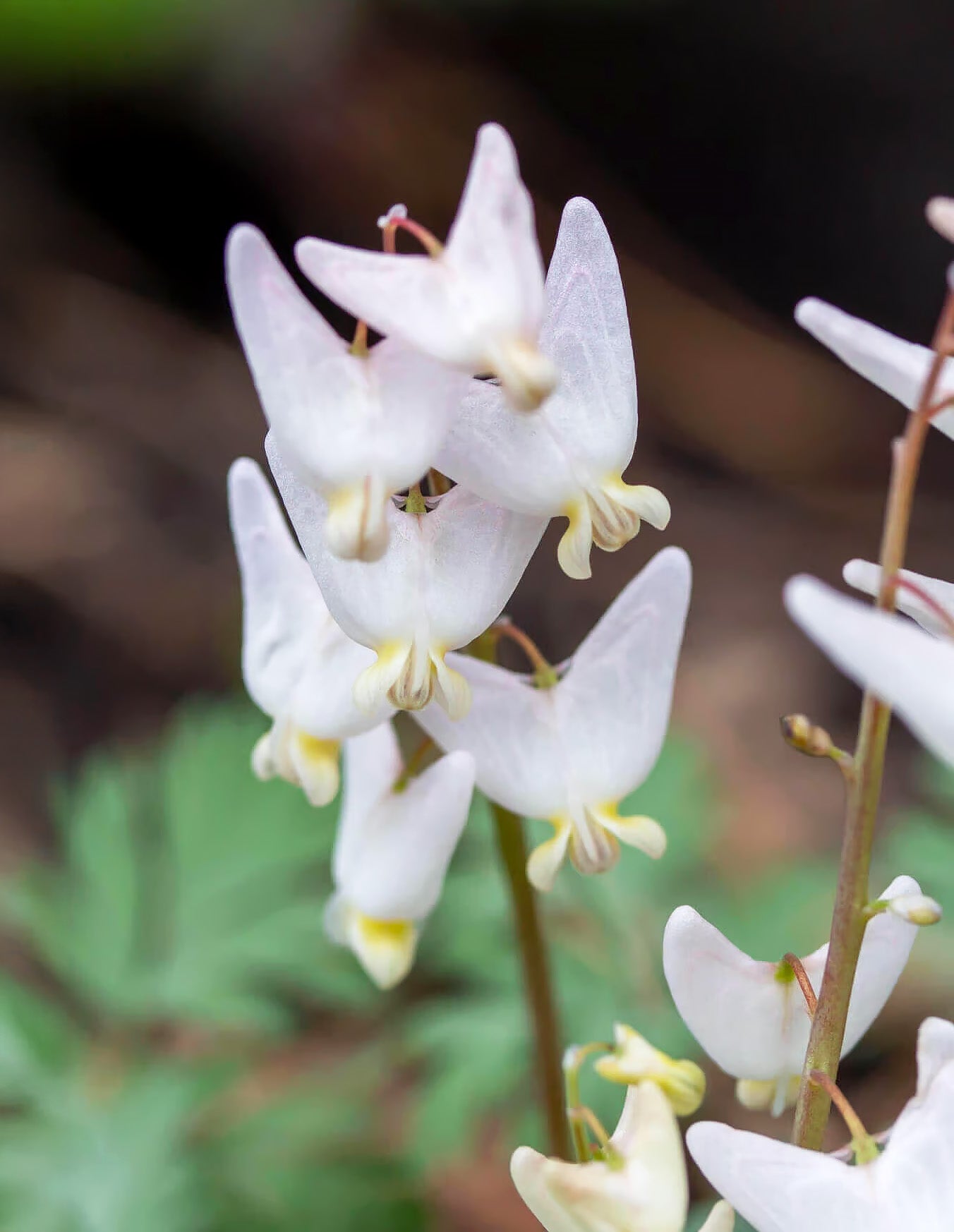 Dutchman Breeches - 5 Corms