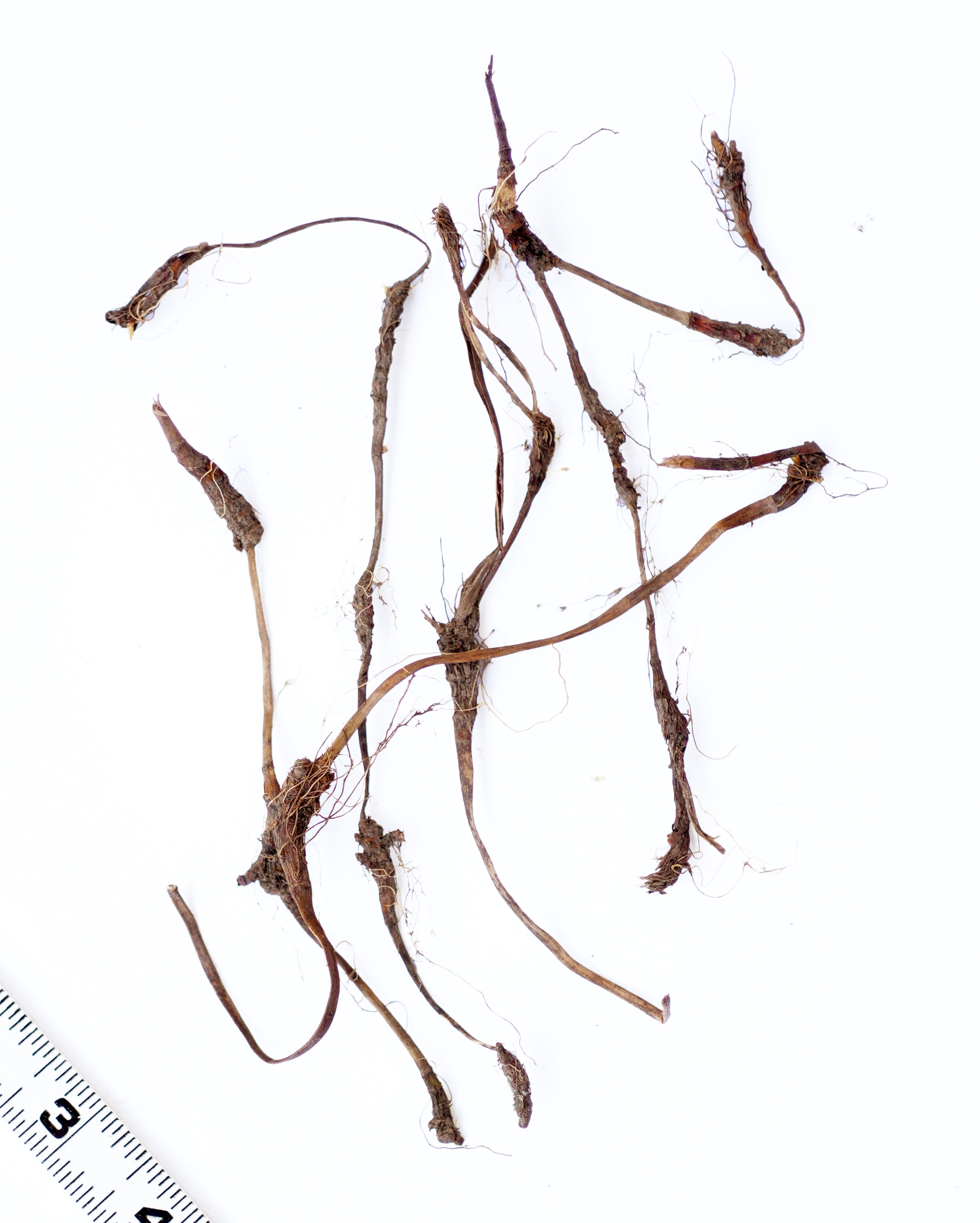 Dwarf Crested Iris - 5 Root Divisions