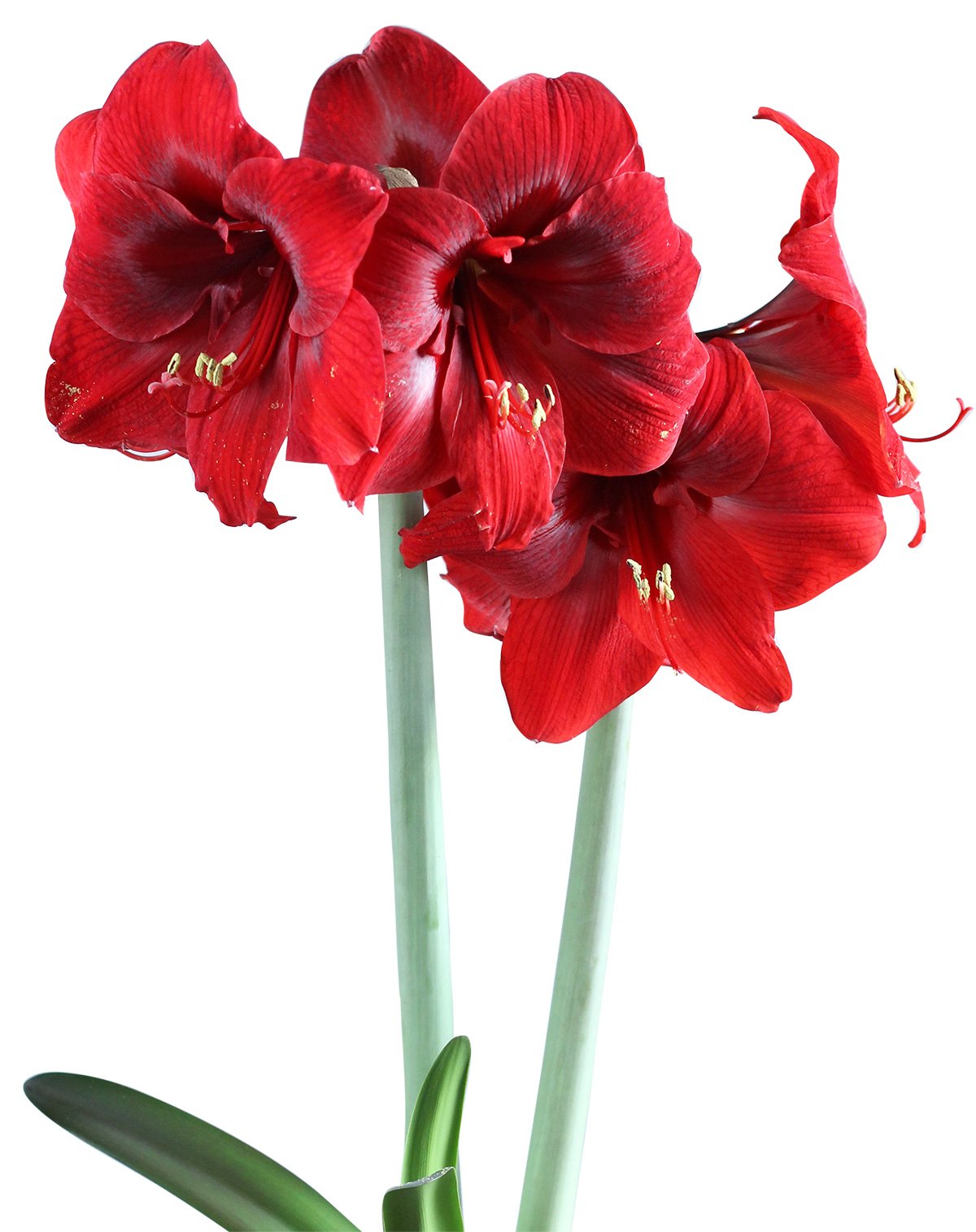 TNT® Sonata Amaryllis - 22-26 cm bulb